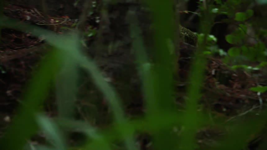 A bird walking across the forest floor during the day