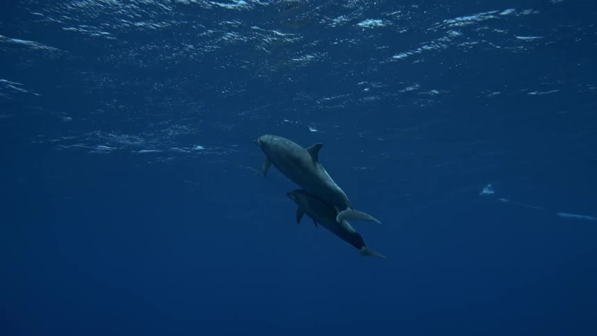 Dolphins swimming in the deep blue sea with sunlight reflection