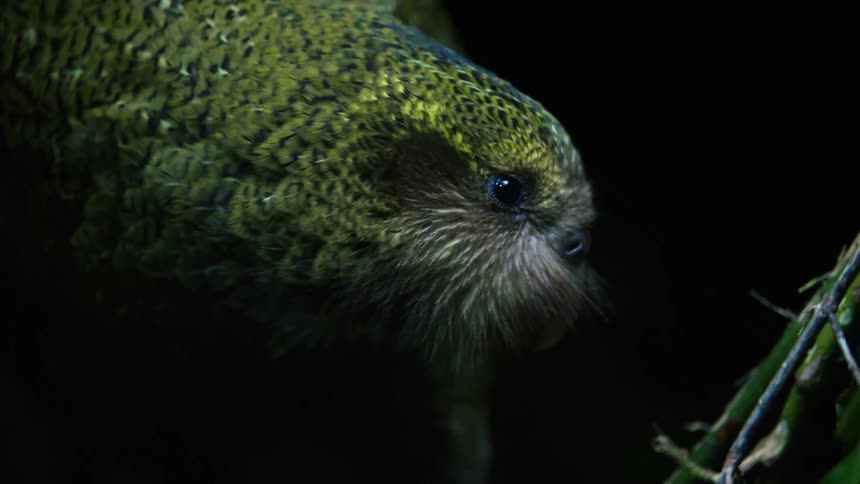 Bird in green perched on a trunk