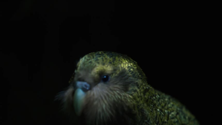 Close up of the head of a parrotlet