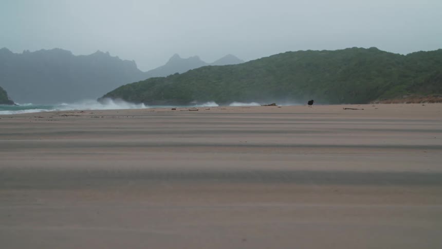 A black bird walking along the deserted beach during the day