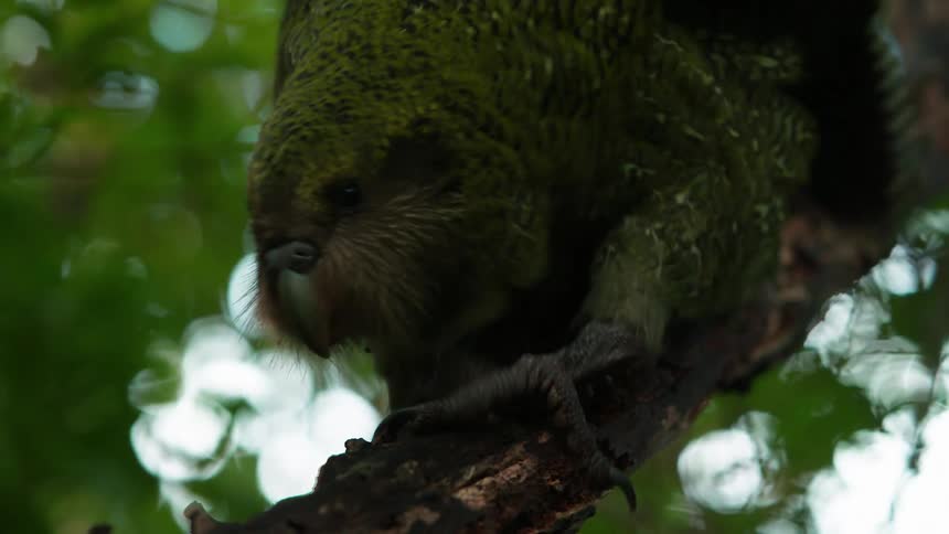 Animal with claws walking on the tree at midday