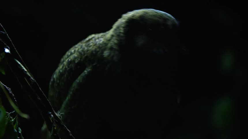 An owl parrot sits in a tree in a dark forest