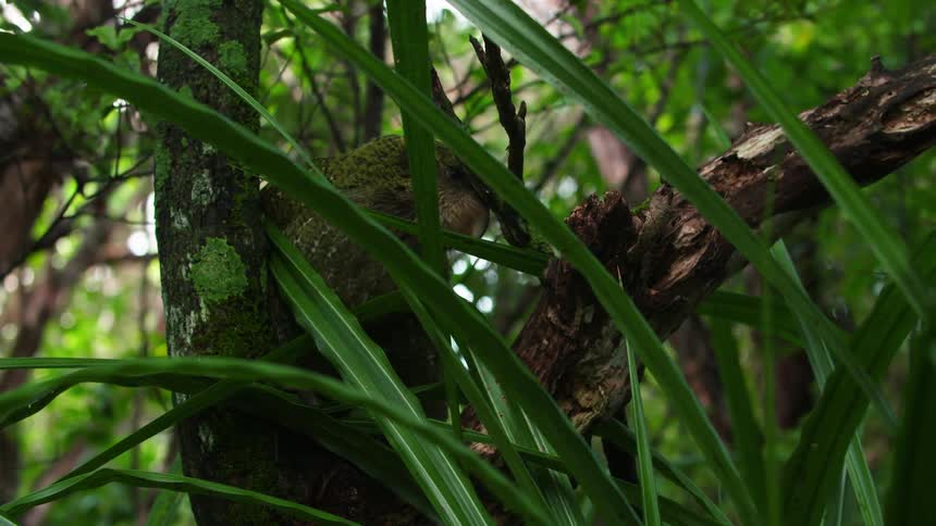 Green bird on the tree trunk in the midst of nature