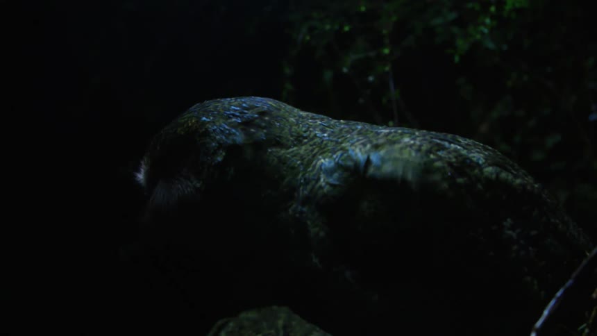 An owl parrot sits in a tree in a dark forest