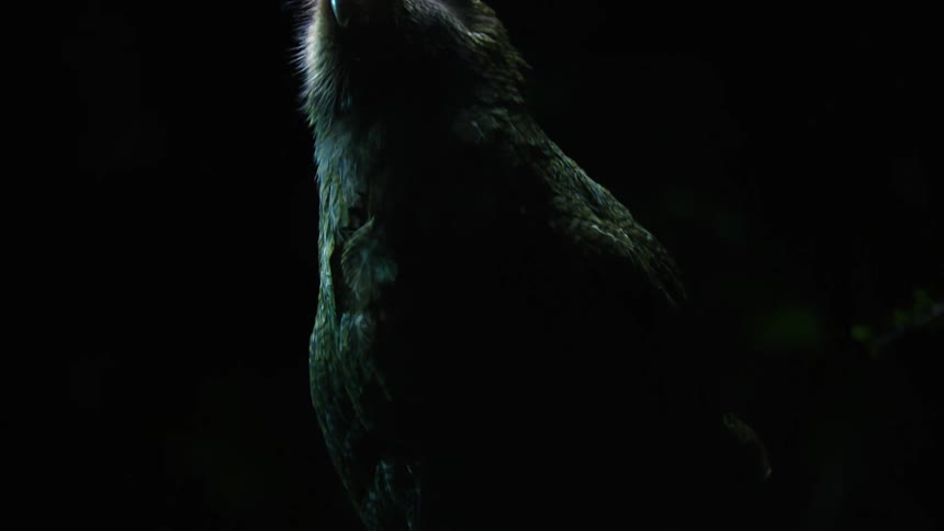 A small bird stands on a branch at night while surveying its surroundings