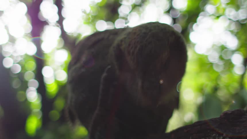 Green bird scratching itself on the tree trunk in the midst of nature