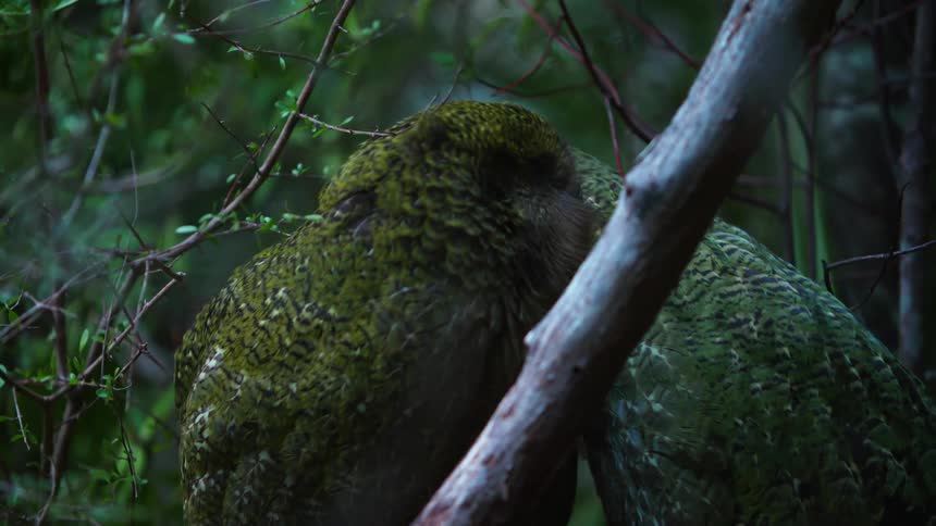 Two green birds perched on a branch courting in the midst of nature
