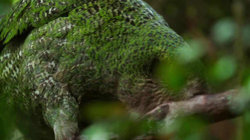 A closeup of a green owl parrot walking on a tree branch