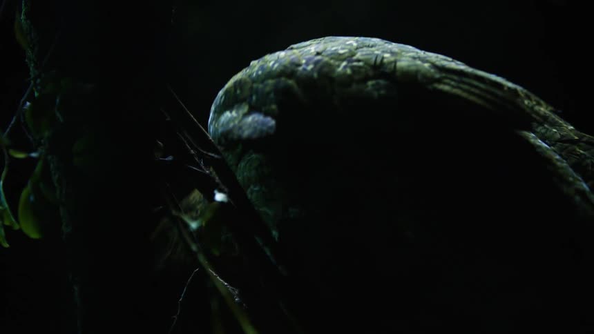 A bird is perched on the branch