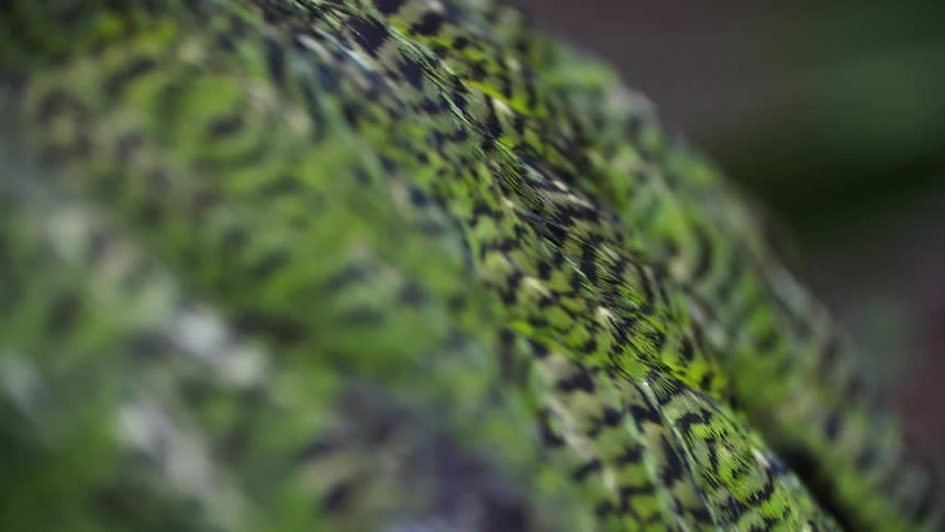Close up on the green wings and black pigmentation of a bird