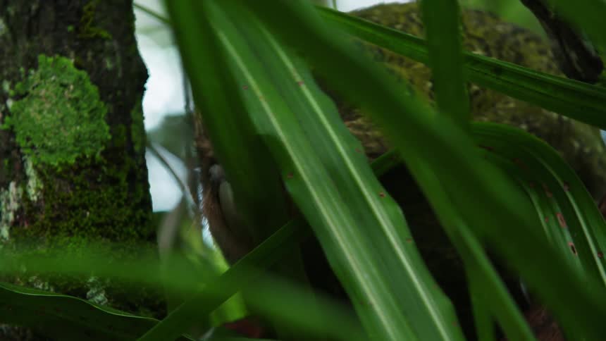 A bird is moving around on the branch