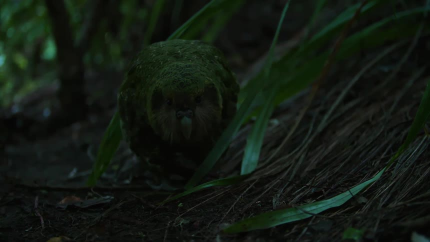 An owl parrot walking on the ground in the forest