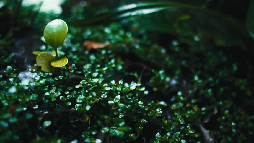 Light reveal plants that are very small which just started growing