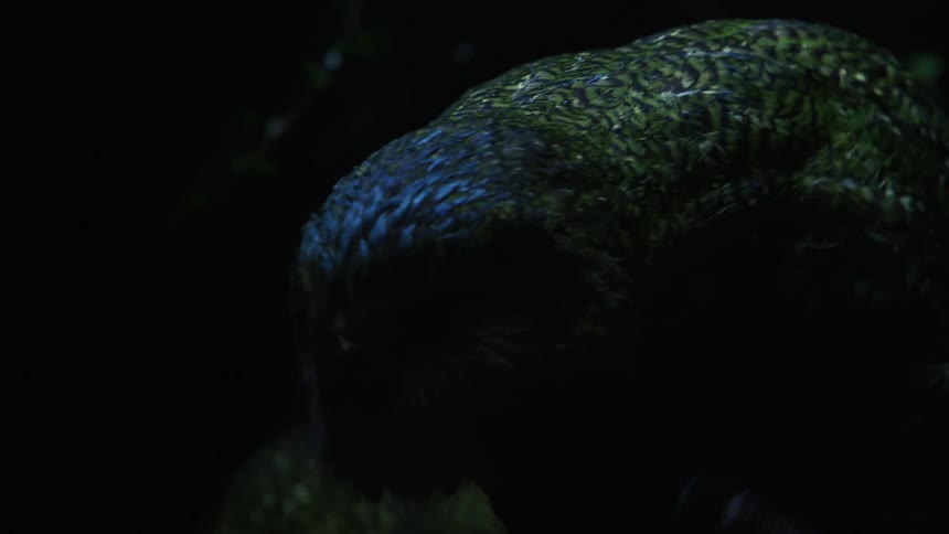 Closeup of a green bird in a tree at night
