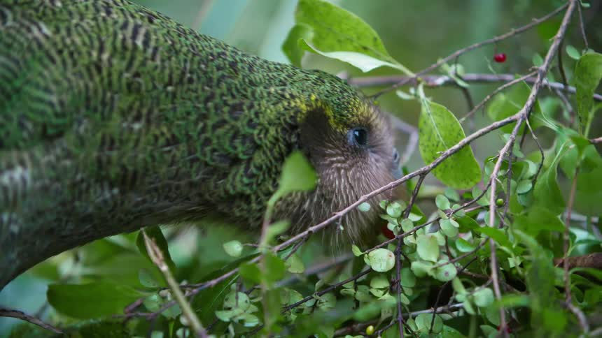 Green bird eating a red fruit in nature