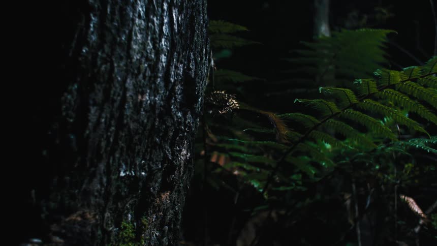 The middle of a tree trunk sits next to a fern in a wooded area