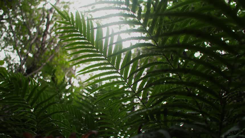 Various branches of leaves from small plants and some trees