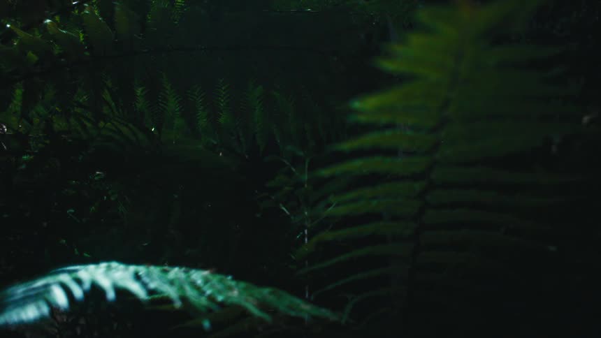 Sunlight dims on fern fronds as night falls