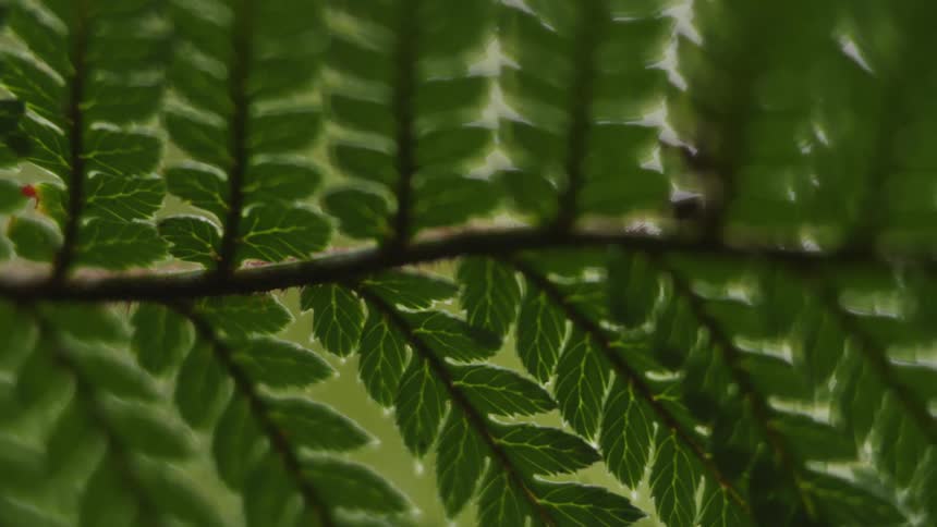 A plant stem with several small green leaves