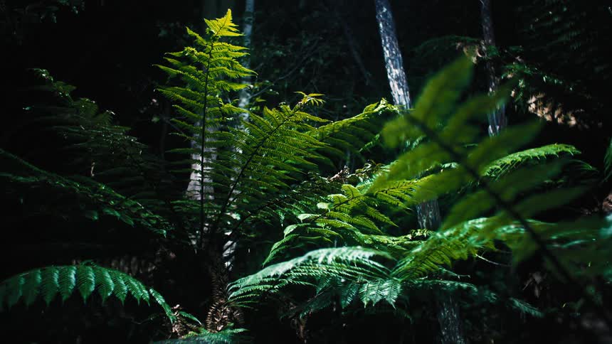 A light passing through vegetation that is covered in darkness