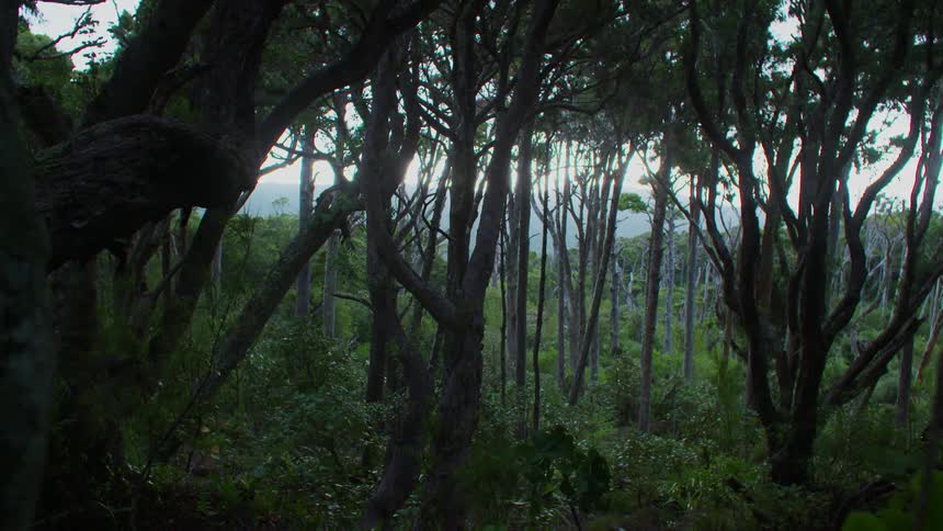 Trees in a rain forest during the day