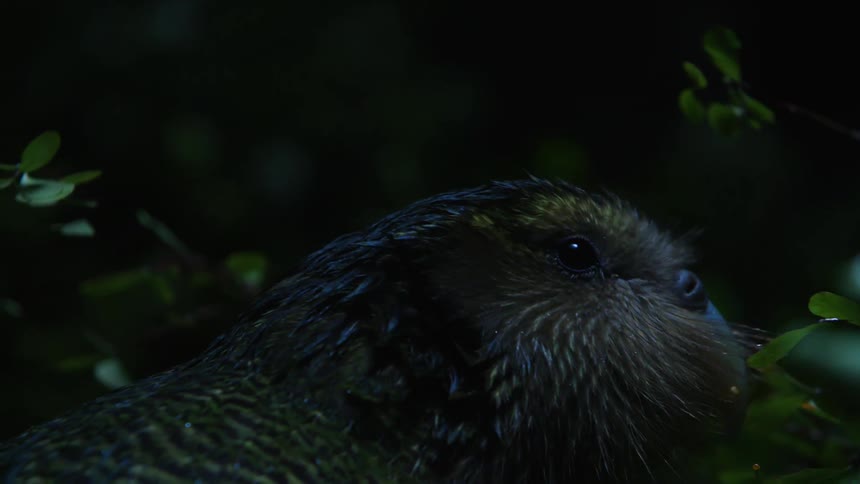 Closeup of a bird eating leaves