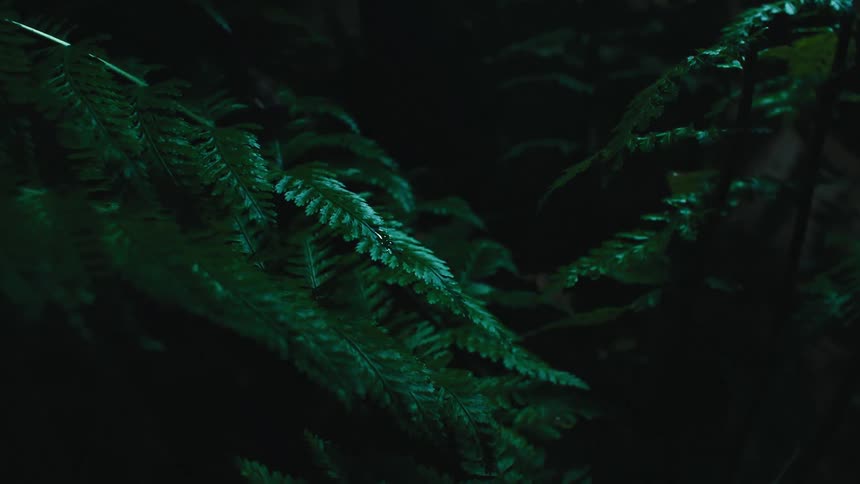 The forest is dark at night