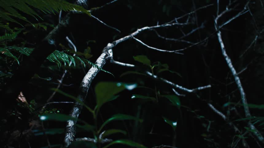 The forest is dark and green