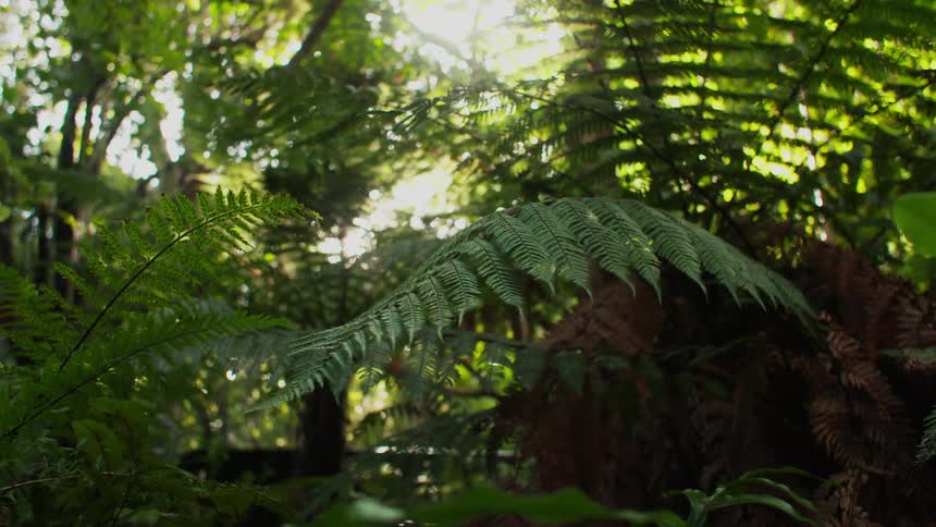 Plants in a forest swaying against the wind