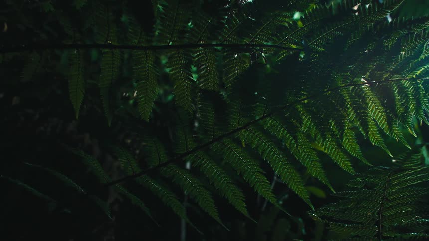 The green branches hang in the dark