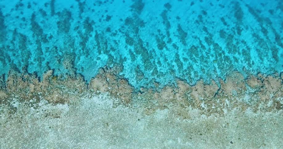 Aerial view of a turquoise blue sea with a reef and palm trees along the shore