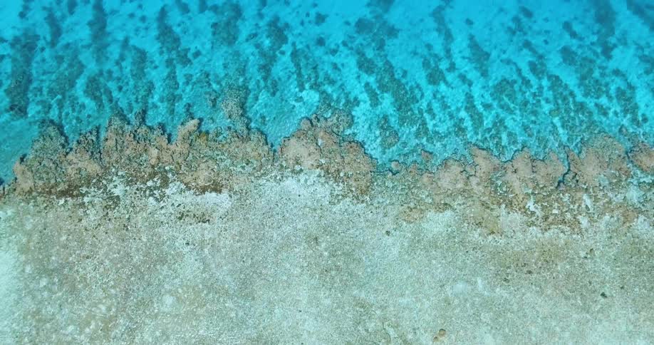 Aerial of low growth transitioning to palm trees on the beach then becoming blue ocean water