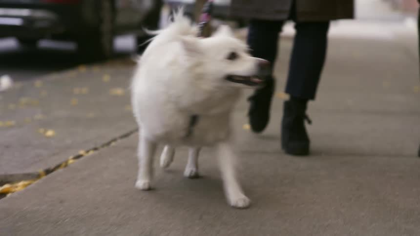 People are walking their dog on the sidewalk