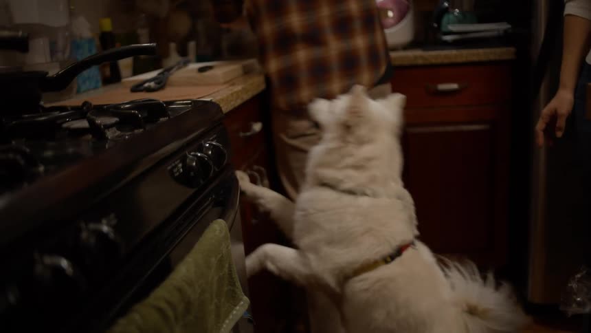 A man is washing dishes while a dog jumps on him