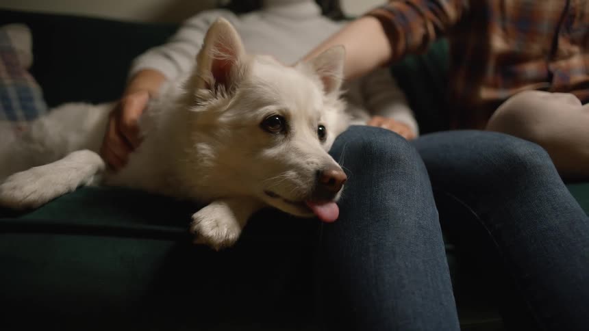 Dog sitting on the sofa next to a woman and a man petting it