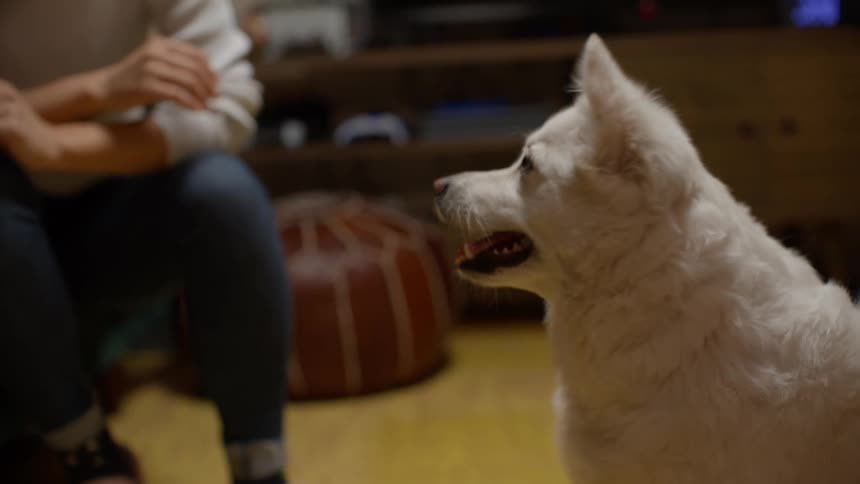 A white dog is watching two people sitting