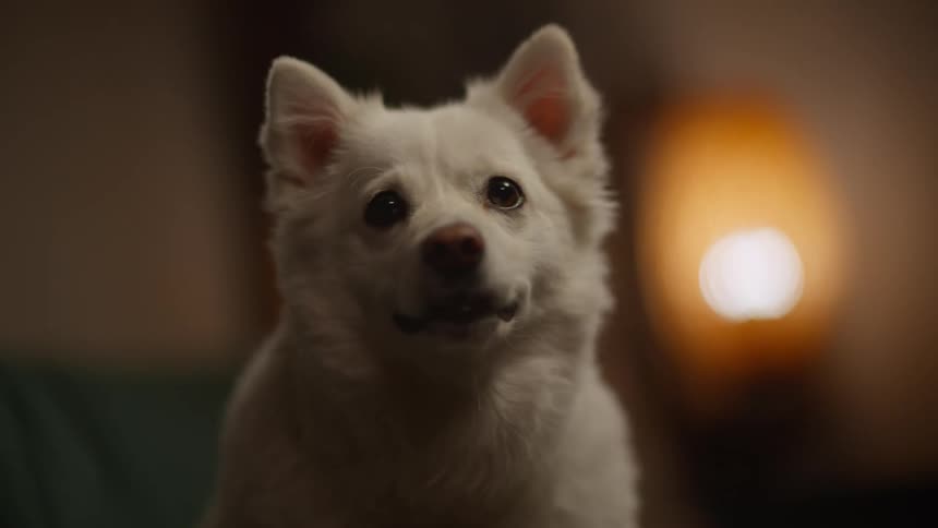 A white dog sitting on a sofa