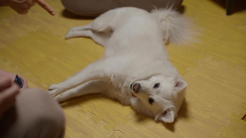 People playing with their dog in the living room