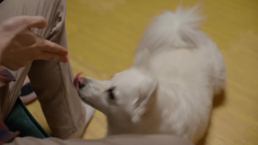 A dog obeying commands and receiving treats from a person