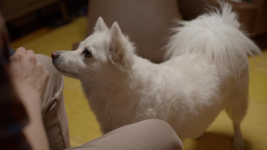 Man training his white dog with treats teaching it how to spin