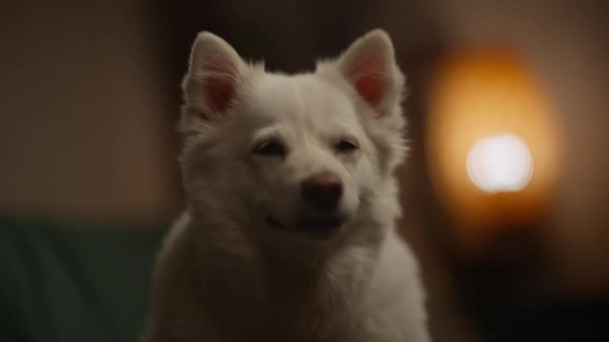 Close up of features of an american eskimo dog puppy with fluffy white fur
