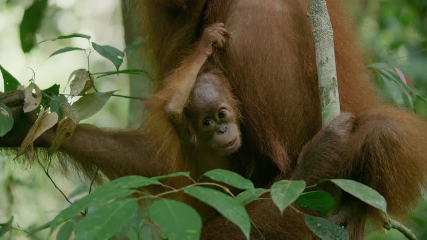 A small orangutan hanging from a branch in the forest