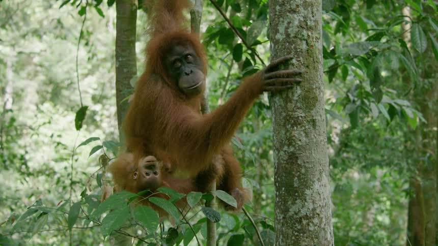 The orangutan is hanging from a branch