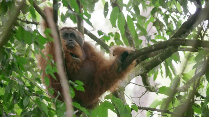 A clip of a monkey on a tree