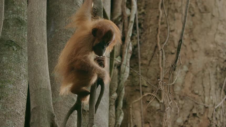 A monkey hanging from a tree branch in the jungle