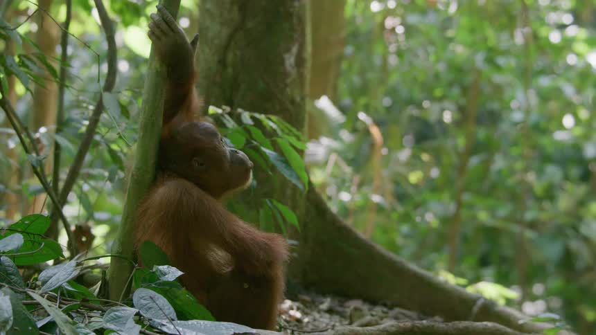 The orangutan is leaning against the branch