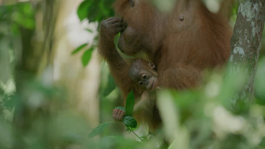 Baby orangutan holds onto its mother while the adult orangutan hangs on tree