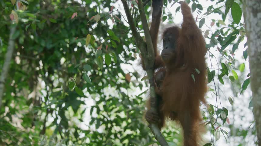An orangutan swinging from a branch in the forest