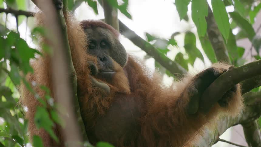 Orangutan rests on tree branch on windy day